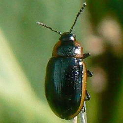 Hydrothassa marginella Hydrothassa marginella